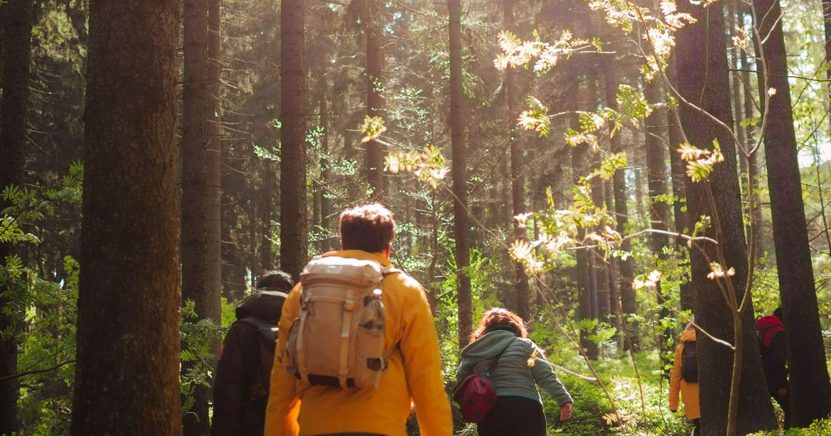 Marche en forêt en groupe
